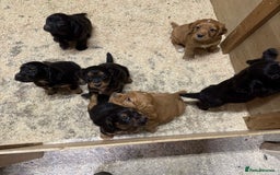 Cocker Spaniel dogs for sale: Kc reg working cocker spaniel pups - Image 14