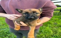 German Shepherd dogs for sale: Belgian Malinois  - Image 13
