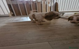 Cocker Spaniel dogs for sale: KC registered Orange Roan Cocker Spaniels - Image 9