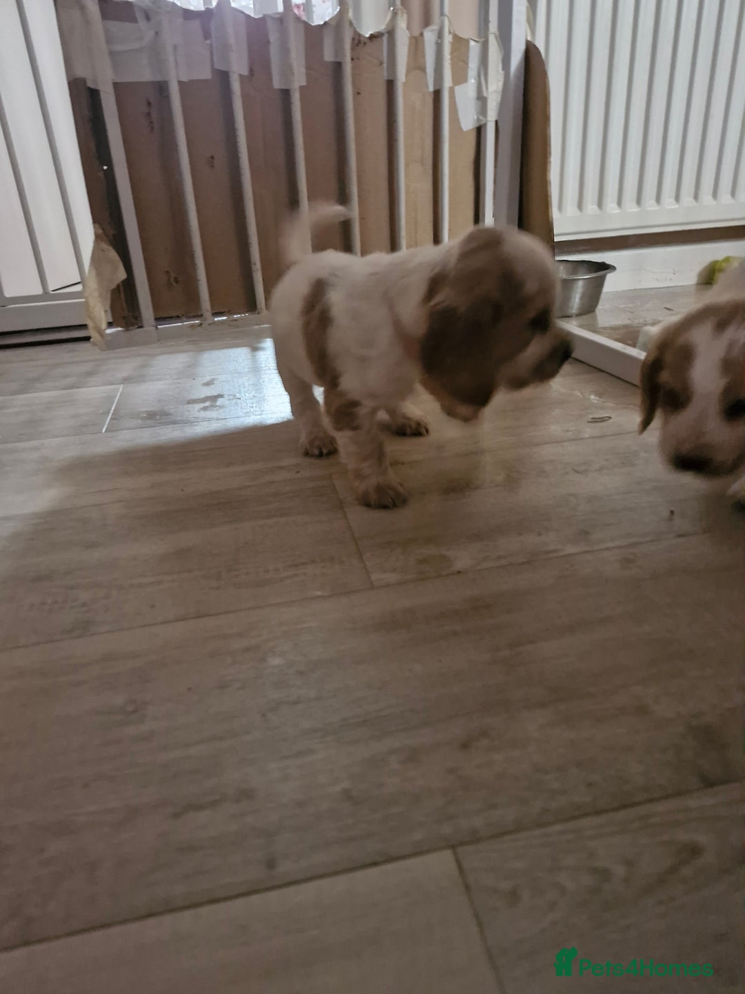Cocker Spaniel dogs for sale: KC registered Orange Roan Cocker Spaniels - Image 9