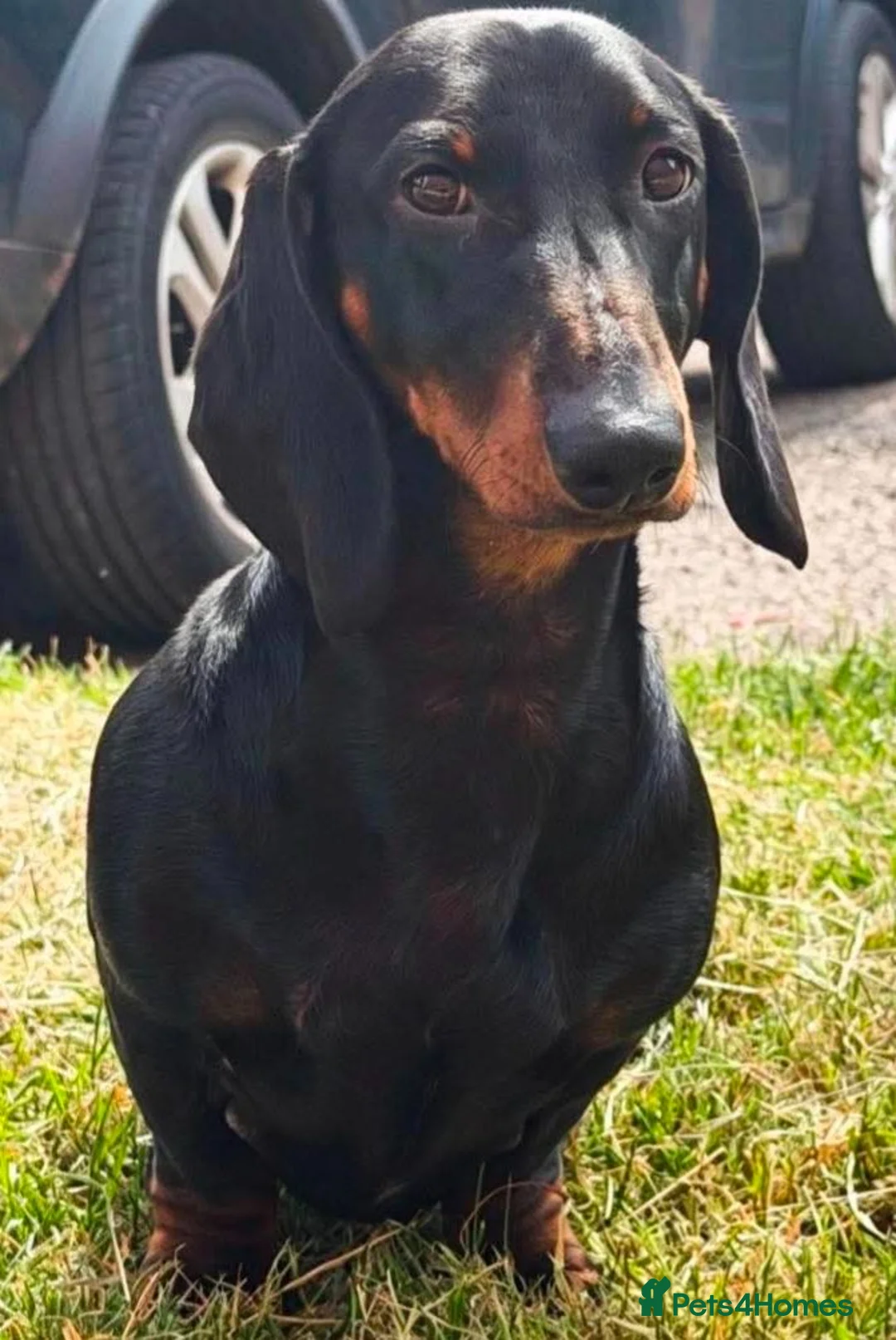 Dachshund dogs for sale: 8 month old Standard smooth black & tan male  - Advert 2