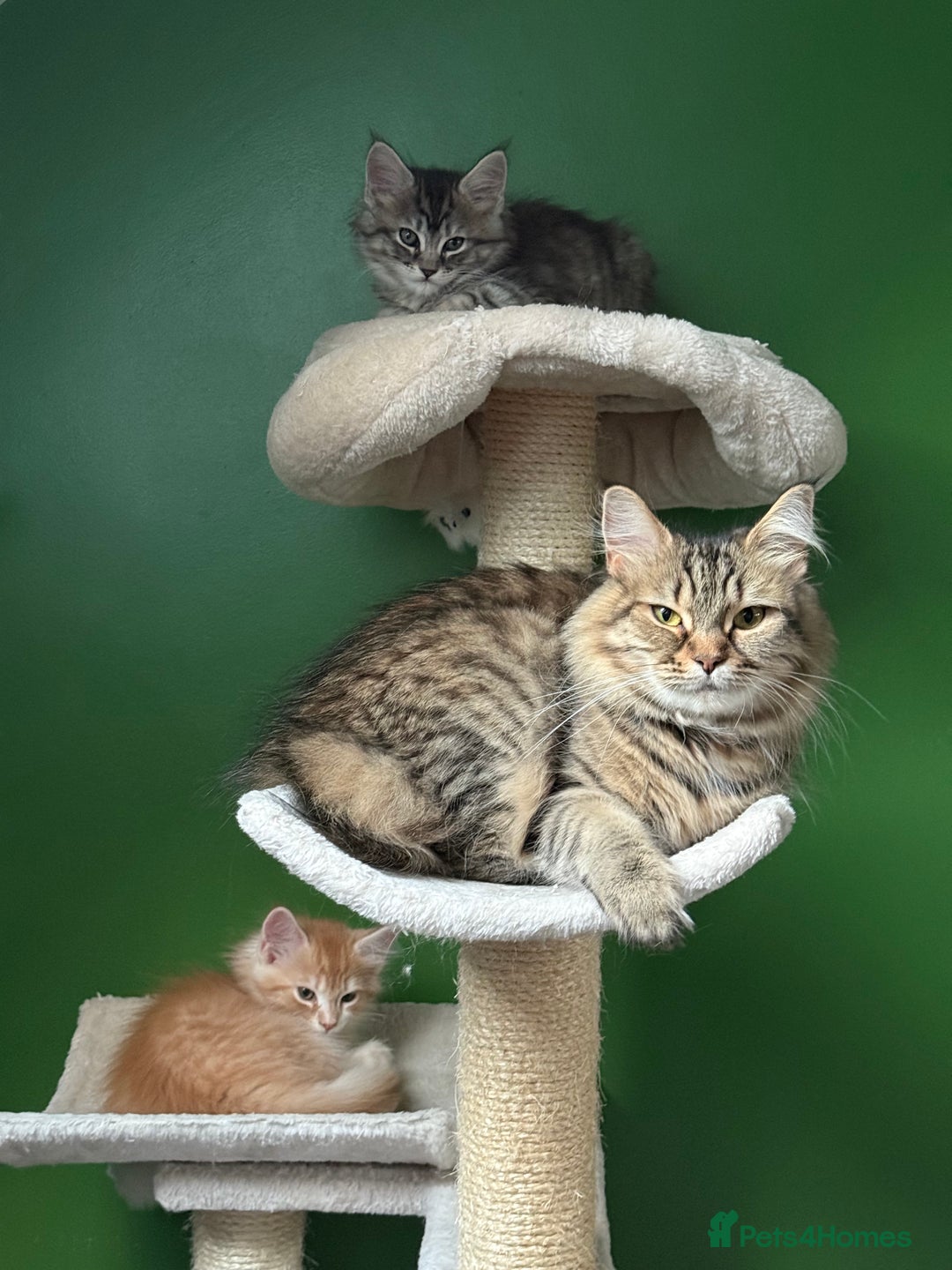 Maine Coon cats for sale: Maine Coon Kittens  - Image 1