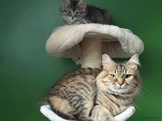 Maine Coon cats for sale - Advert 1