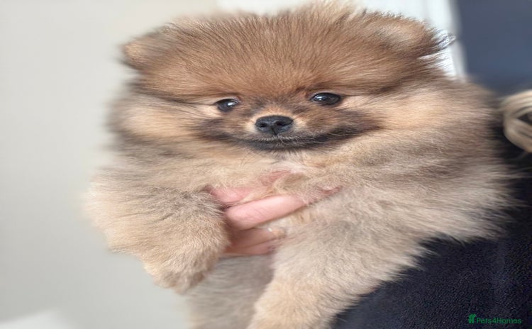 Pomeranian dogs - Advert 4