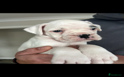 Boxer dogs for sale: Kc Beautiful White Boxer Boys   - Image 7