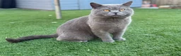 British Shorthair cats for sale: 🤍British Shorthair Kittens🤍 - Advert 3