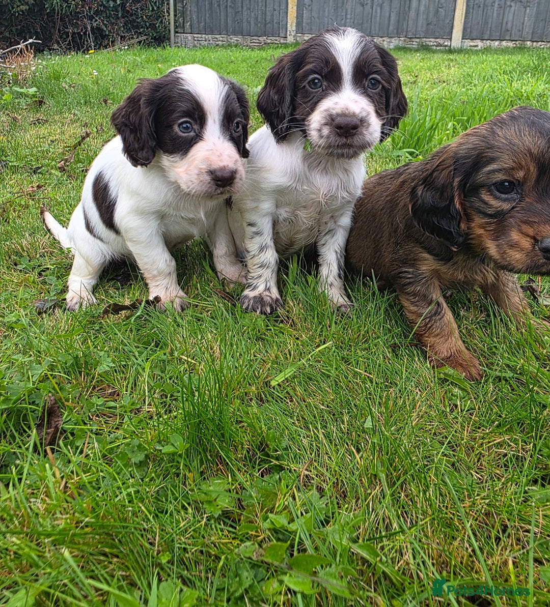 Cocker Spaniel dogs for sale: WORKING COCKER SPANIELS ..DNA CLEAR - Image 26