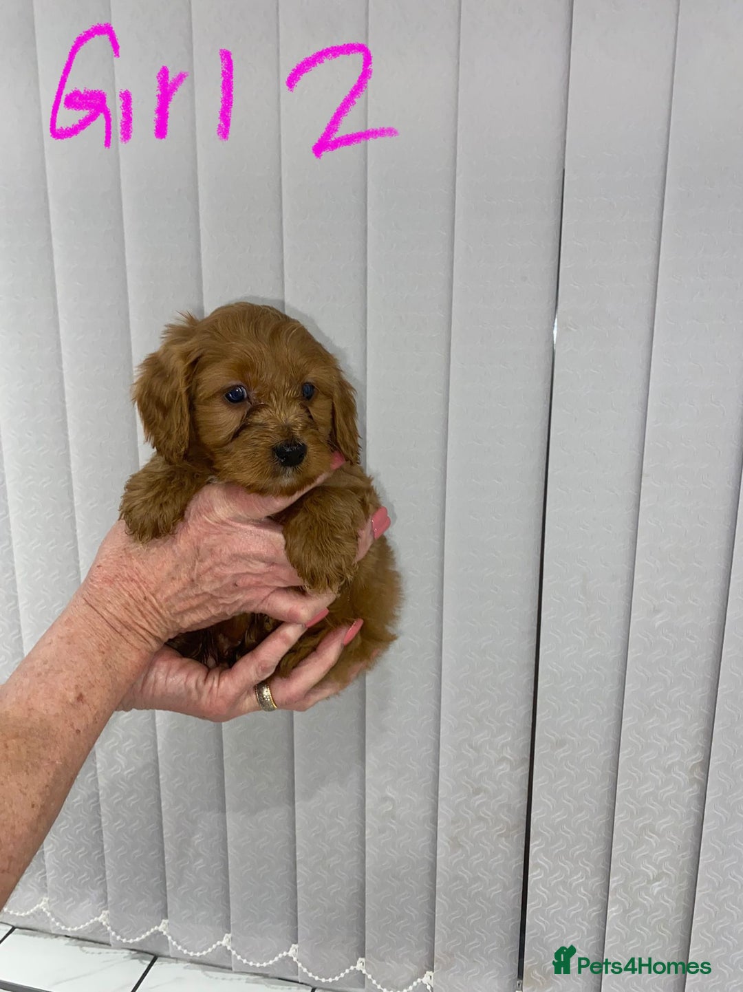 Cockapoo dogs for sale: F1 Red Cockapoo Puppies  - Advert 5