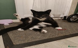 Mixed Breed cats for sale: Maine coon X ragdoll X English short haired  - Advert 4