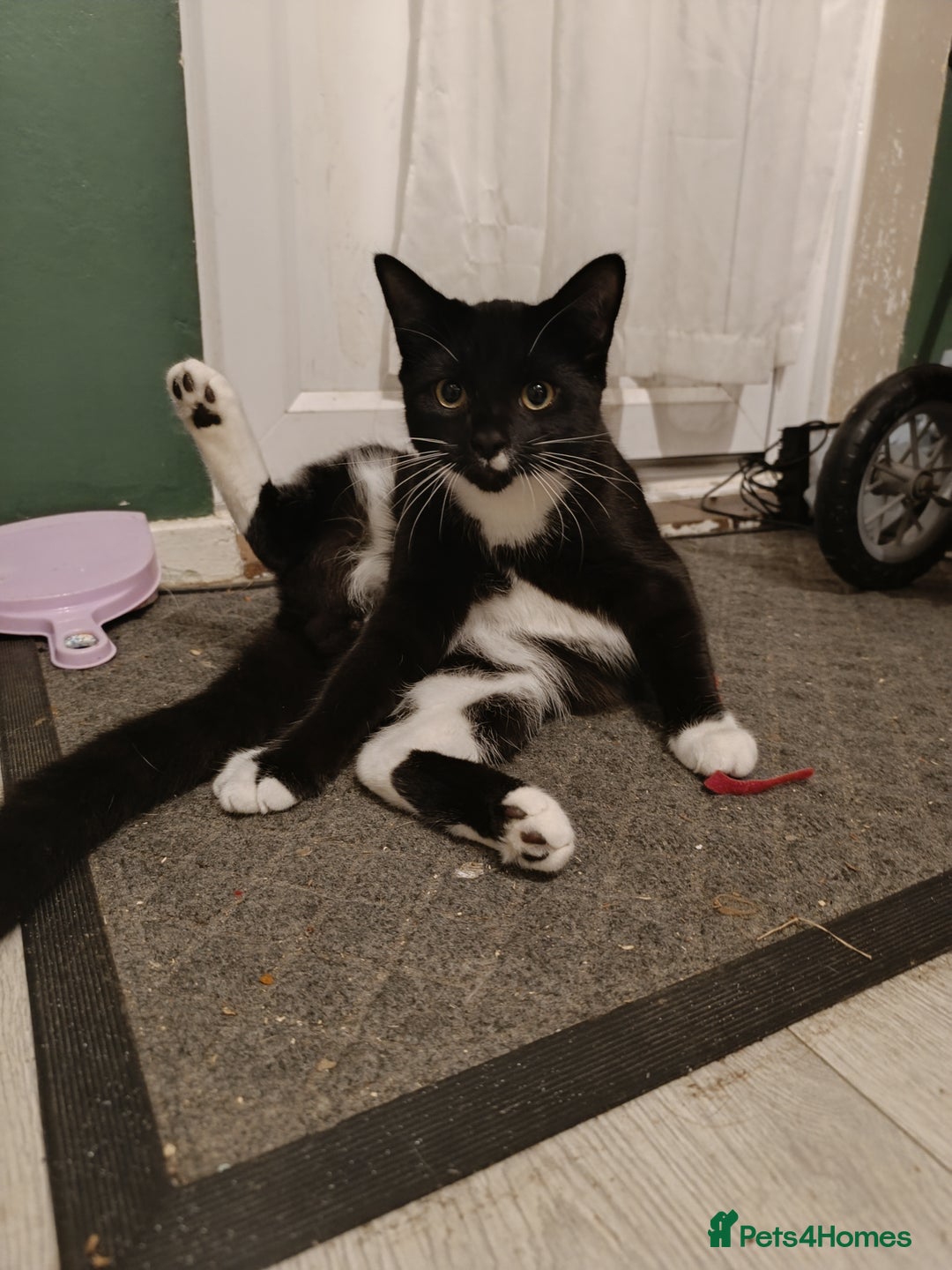 Mixed Breed cats for sale: Maine coon X ragdoll X English short haired  - Advert 4