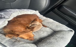 Chihuahua dogs for sale: One of a kind ChiPin Puppies - Image 18