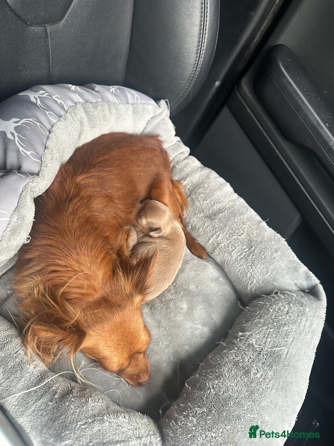 Chihuahua dogs for sale: One of a kind ChiPin Puppies - Image 18