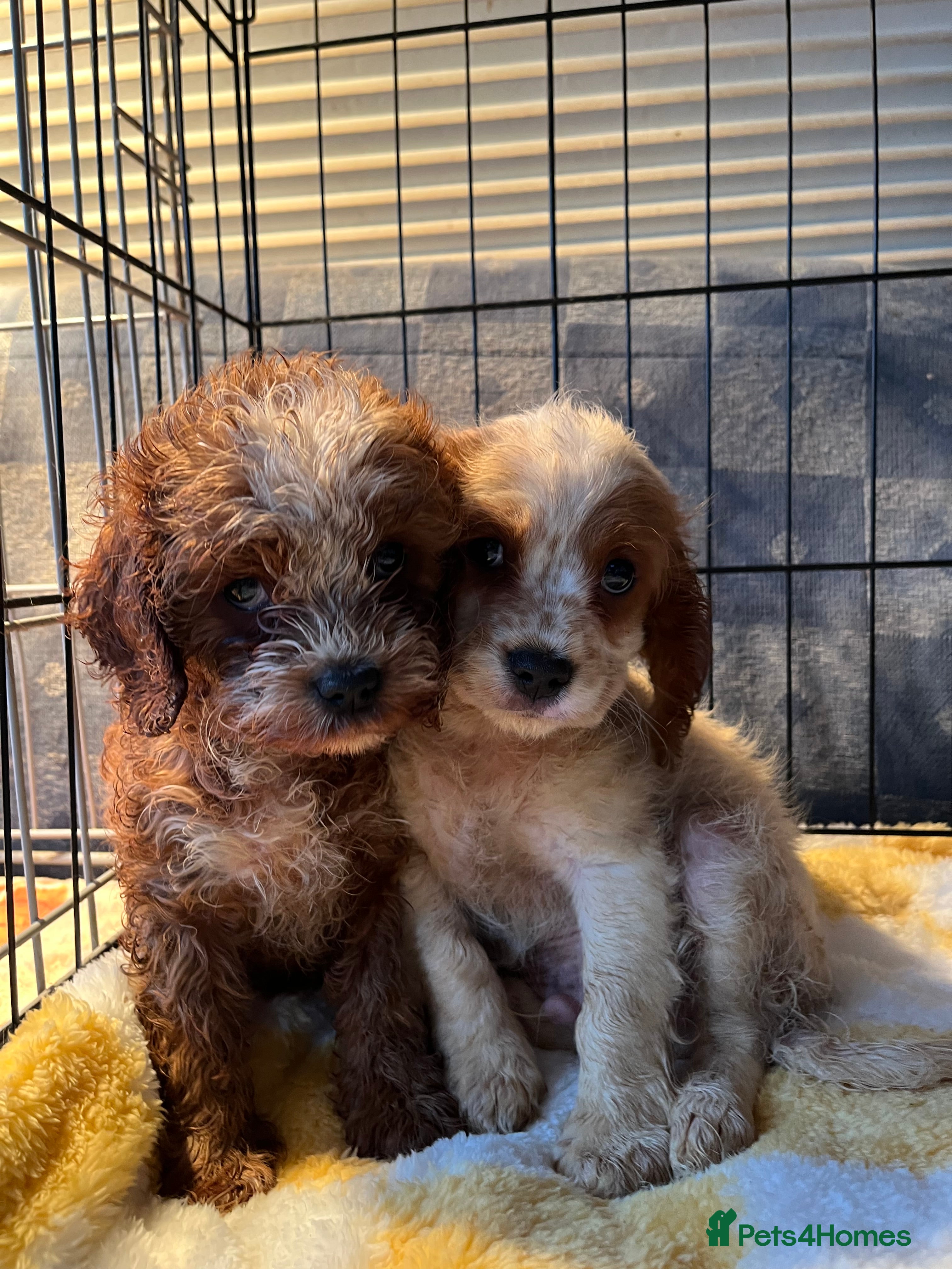 Cavapoo dogs *READY TO GO* last boy and girl ready to go - Advert 3