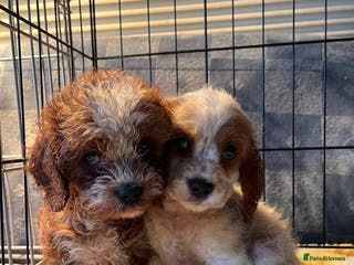 Cavapoo dogs *READY TO GO* last boy and girl ready to go - Advert 5