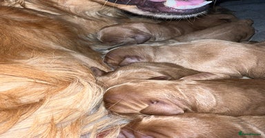 Mini Goldendoodle dogs - Advert 6