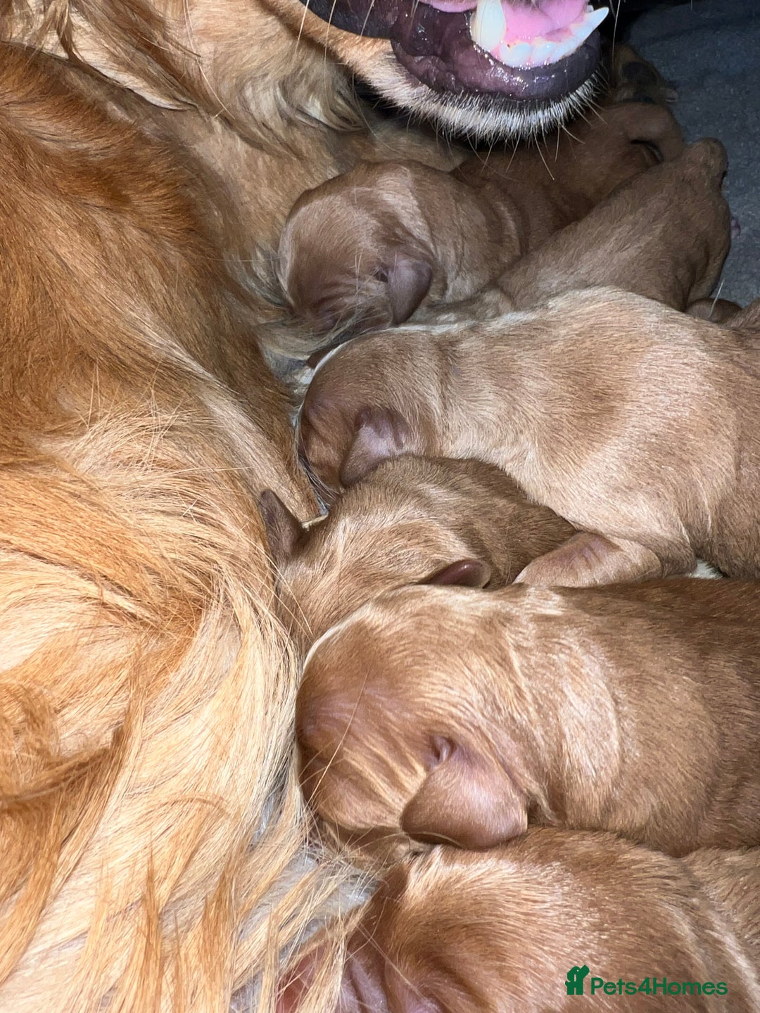 Mini Goldendoodle dogs for sale: Mini GoldenDoodle Puppies - Image 2