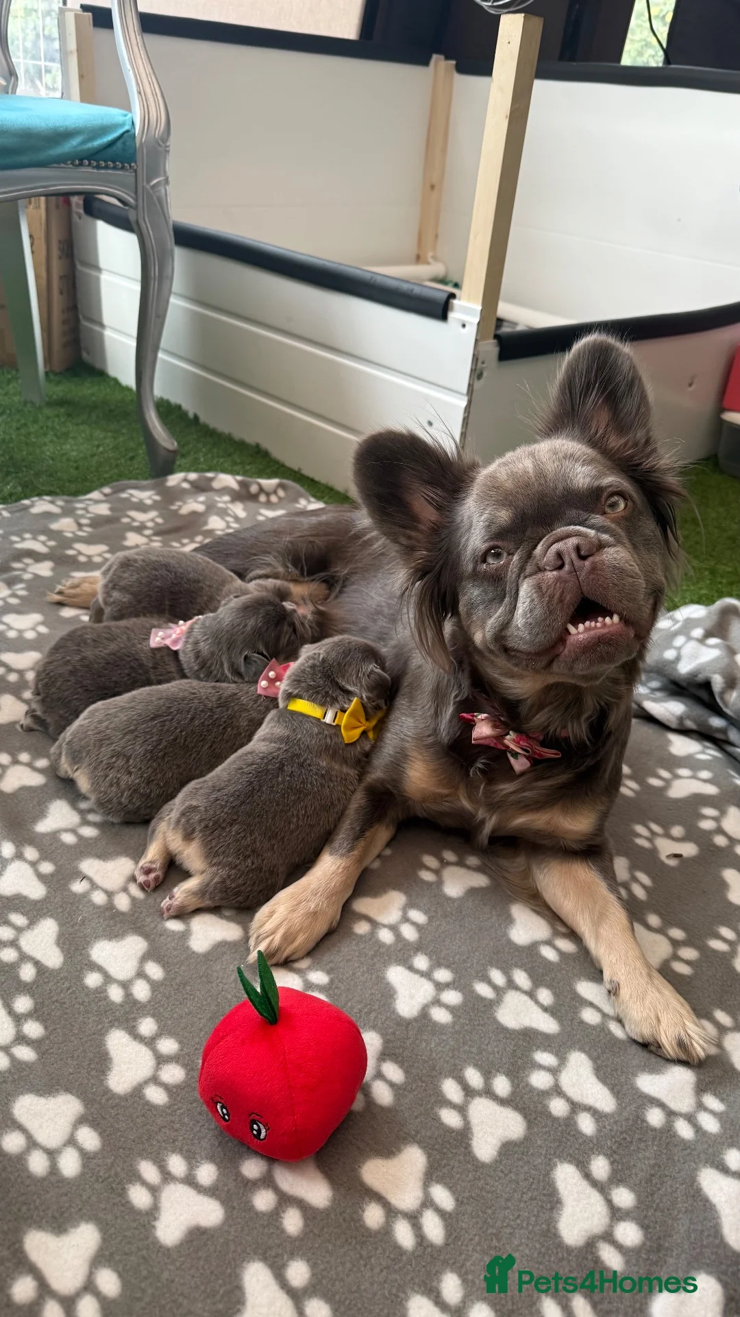 French Bulldog dogs for sale: Fluffy Frenchie Females  in Doncaster - Advert 1