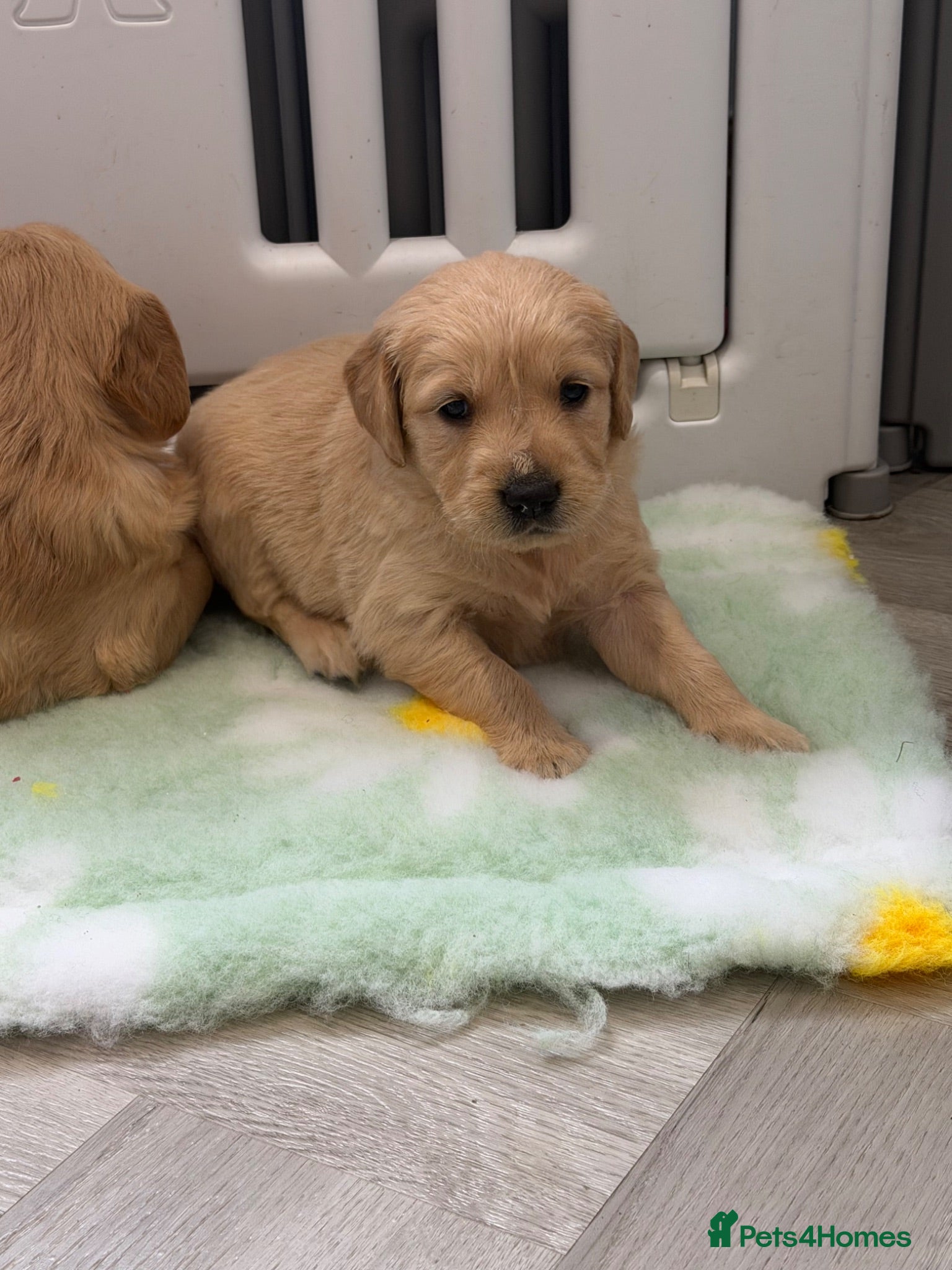 Golden Retriever dogs Kennel club registered beautiful litter of puppies - Advert 7