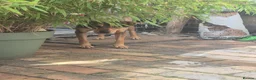 Mixed Breed dogs for adoption: Musu! - Advert 9
