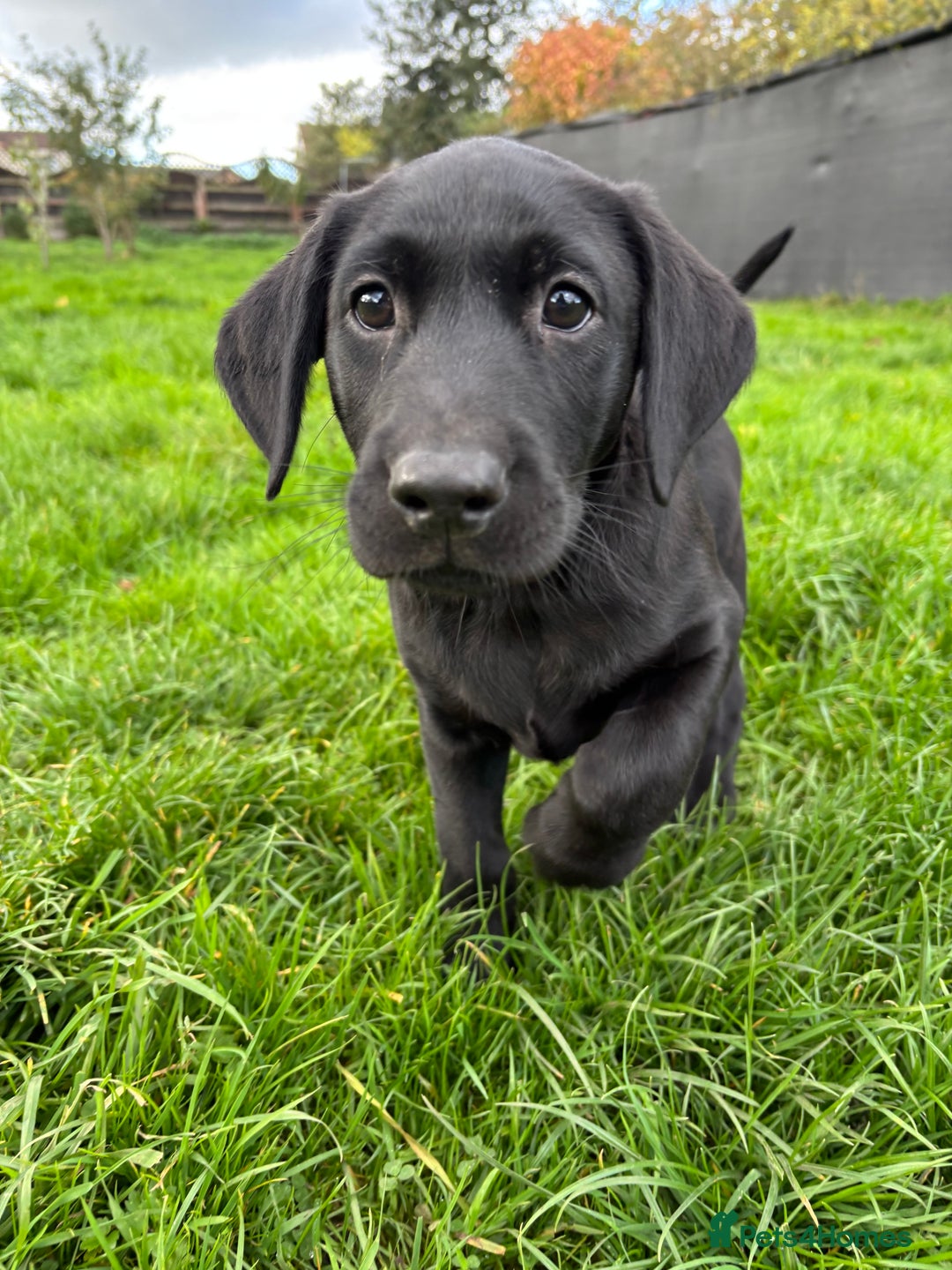 Labrador Retriever dogs for sale: Labrador Retriever puppies for  sale - Advert 8