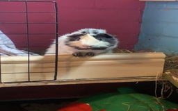 Guinea Pig rodents for sale: Male Guineapigs for sale  - Image 1