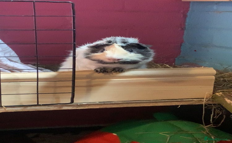 Guinea Pig rodents - Advert 16