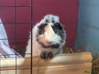 Guinea Pig rodents - Advert 16