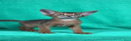 Abyssinian cats for sale: Beautiful GCCF Registered Abyssinian Kittens 💙❤️ - Advert 20