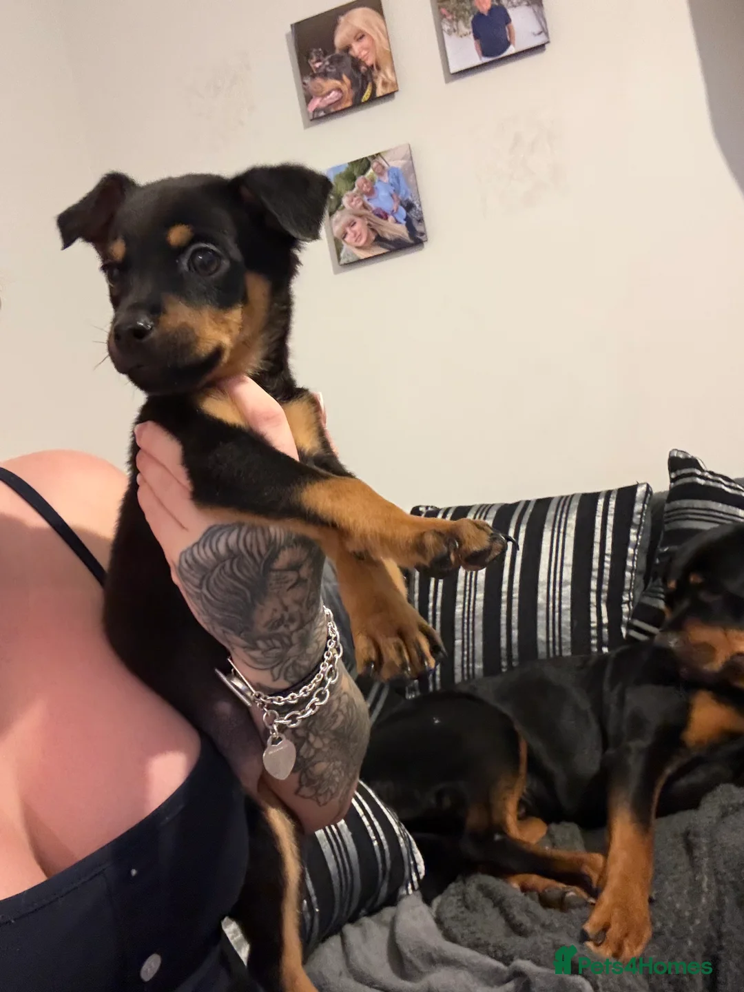 Rottweiler dogs for sale: Rottweiler puppies, only 2 girls left! Ready now  - Advert 37