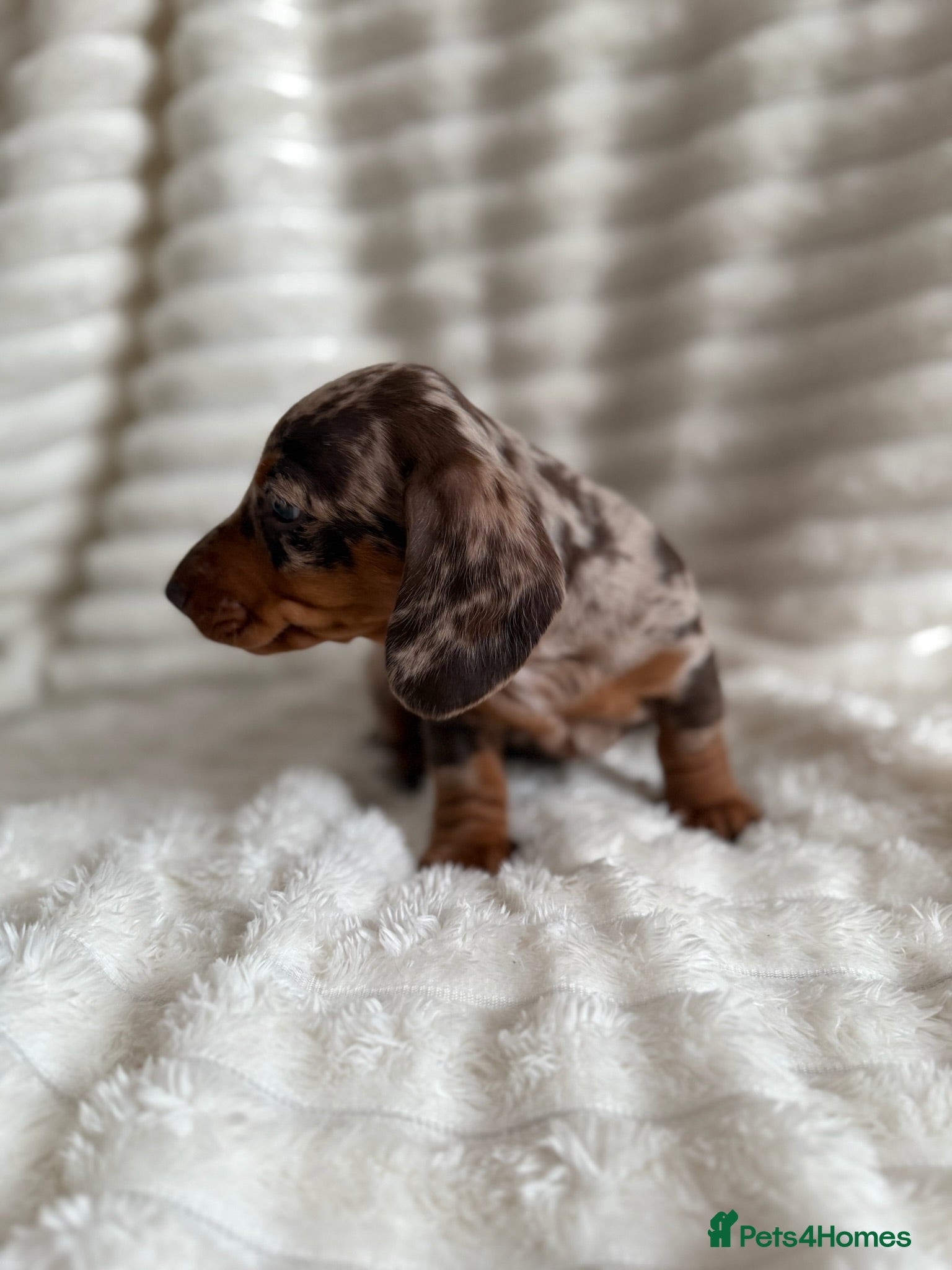 Miniature Dachshund dogs KC Miniature Dachshund Puppies –Chocolate & Dapple - Advert 2