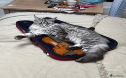 Maine Coon cats for sale: Black Silver Mackeral Tabby Active Female - Image 2