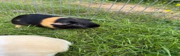 Guinea Pig rodents for sale: 3 boy guinea pigs  in Sheringham - Advert 3