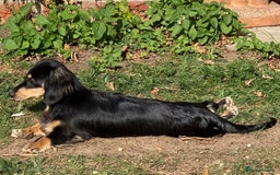 Miniature Dachshund dogs for sale: Beautiful one in a million miniature dachshund  - Image 7