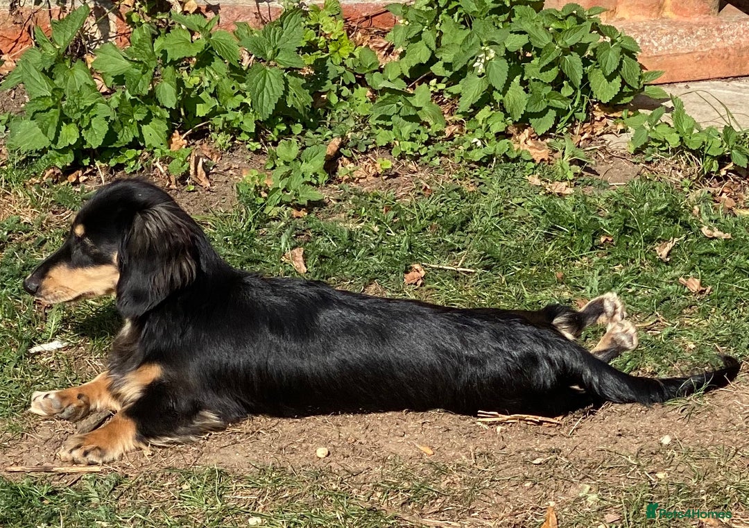 Miniature Dachshund dogs for sale: Beautiful one in a million miniature dachshund  - Image 7