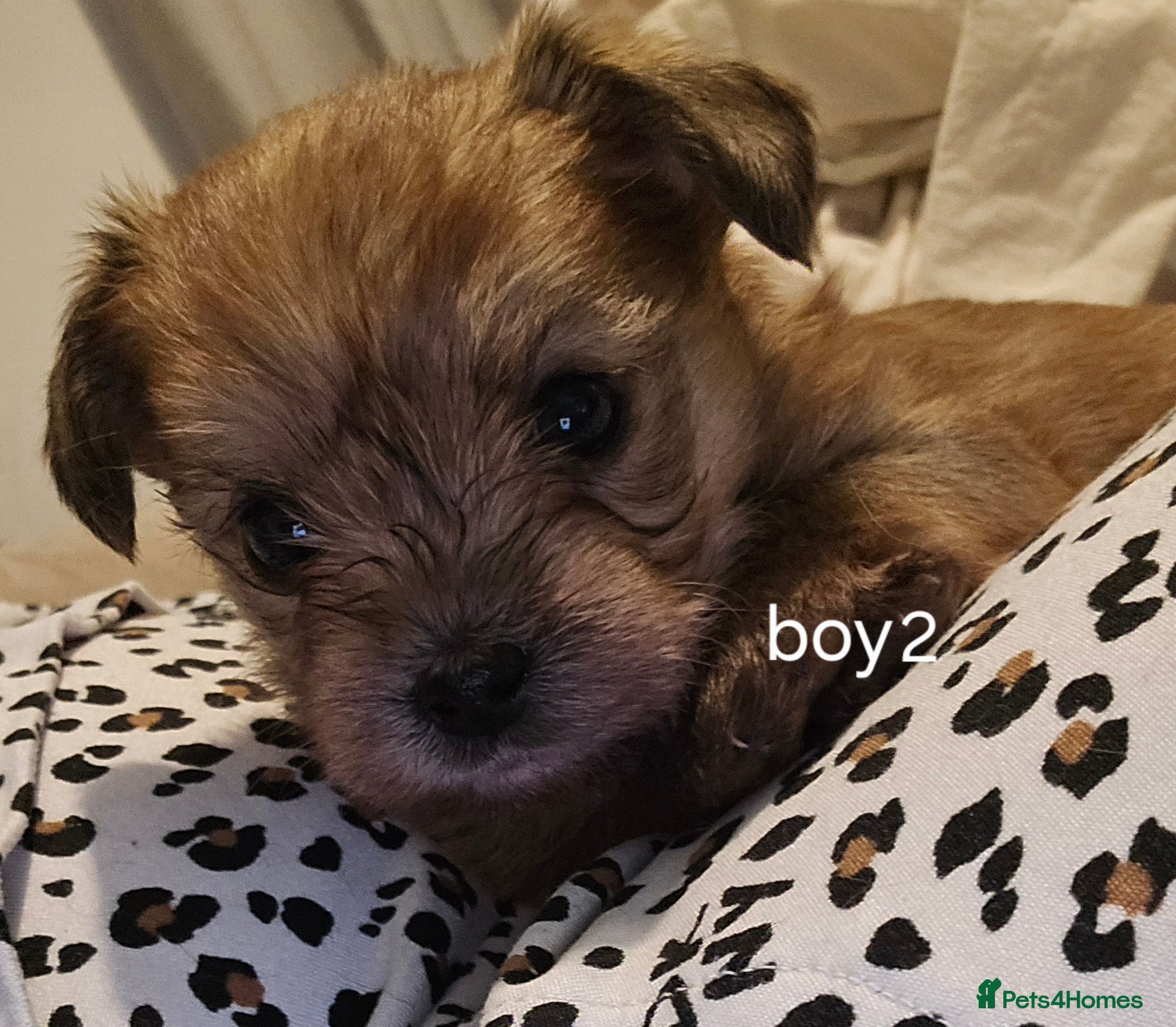 Yorkshire Terrier dogs Yorkshire Terrier Puppies - Advert 2