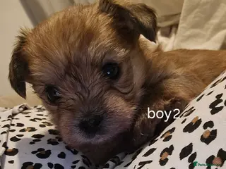 Yorkshire Terrier dogs Yorkshire Terrier Puppies - Advert 2