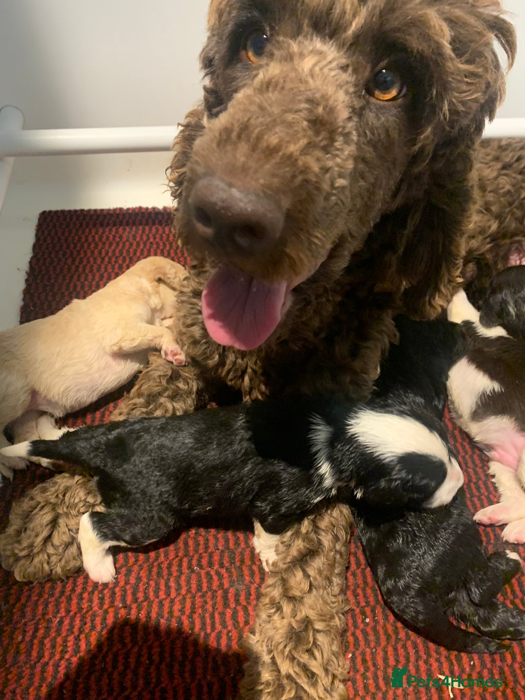Bernedoodle dogs for sale: Midi Medium Bernedoodle Puppies  - Image 5