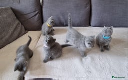 British Shorthair cats for sale: Gorgeous BSH kittens  - Image 26