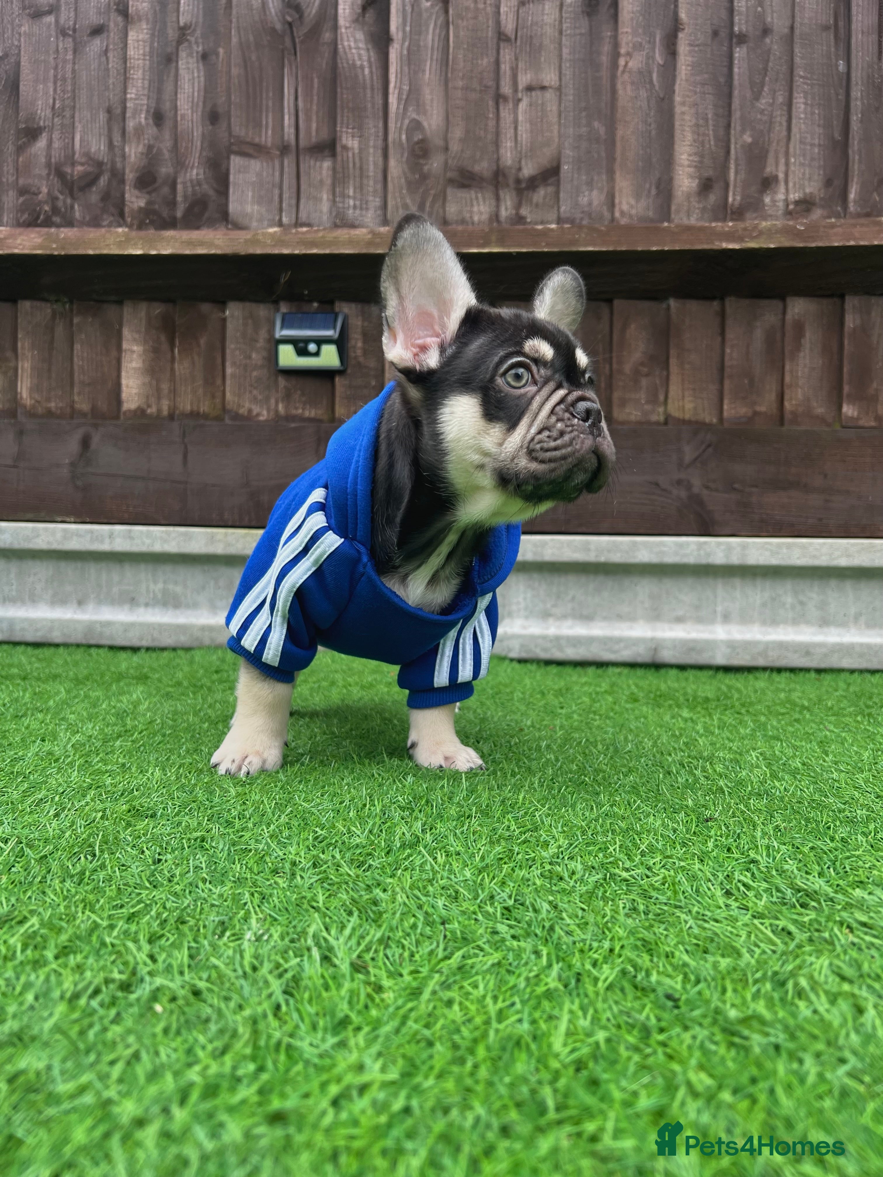 French Bulldog dogs Kc French Bulldog puppy male - Advert 12