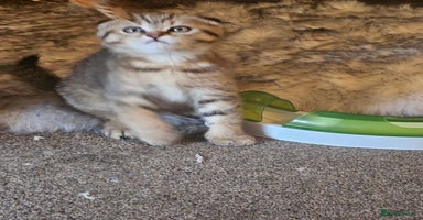 Scottish Fold cats - Advert 2