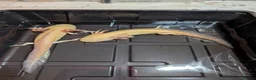 Axolotl reptiles for sale: Beautiful hypo baby Axolotls available last few  - Advert 11