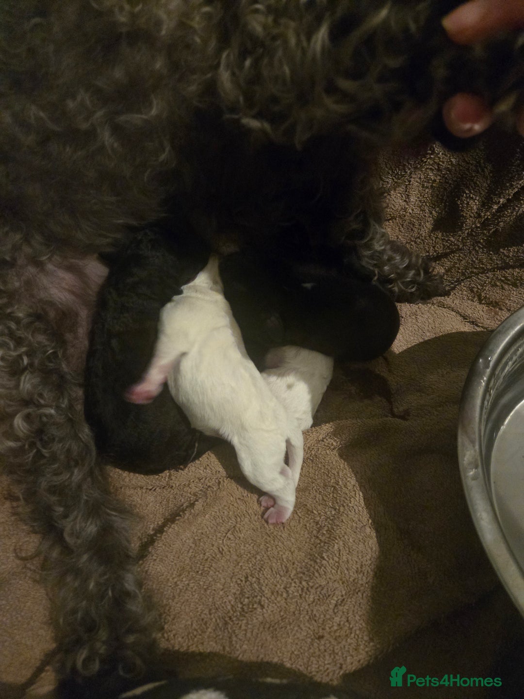 Shihpoo dogs for sale: Female shihpoo pups  - Advert 2