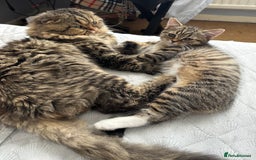 Mixed Breed cats for sale: Sweet Crossbreed Kitten Looking for a Loving Home - Image 8