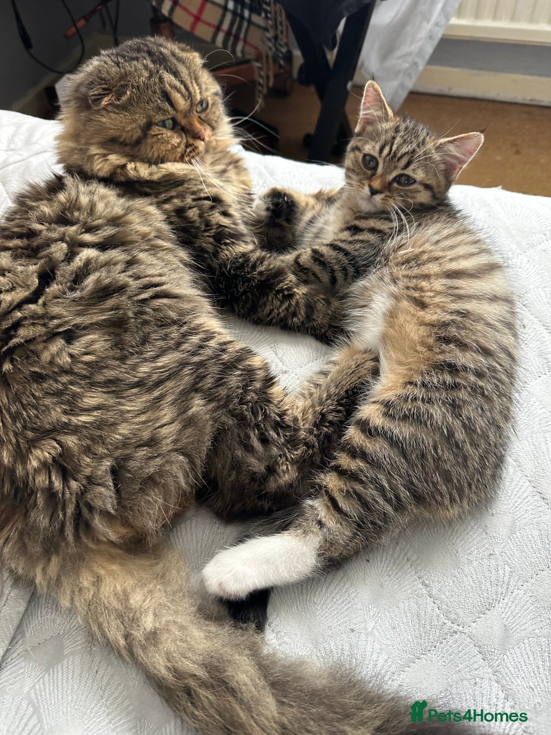 Mixed Breed cats for sale: Sweet Crossbreed Kitten Looking for a Loving Home - Image 8