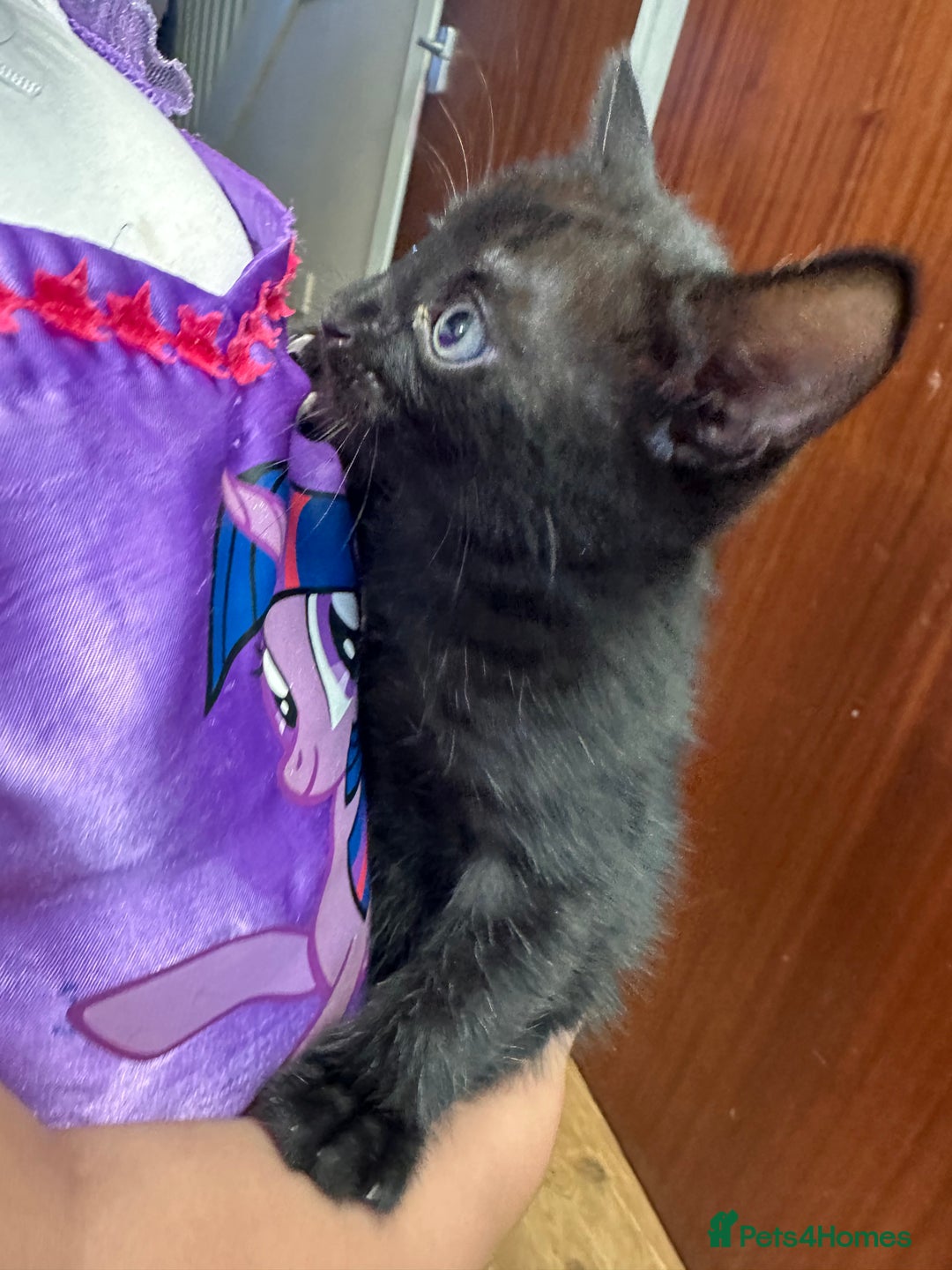 Bengal cats for sale: Mixed Breed Kittens  - Image 19