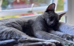 Oriental cats for sale: Ready now! Oriental shorthair kittens mix - Image 8