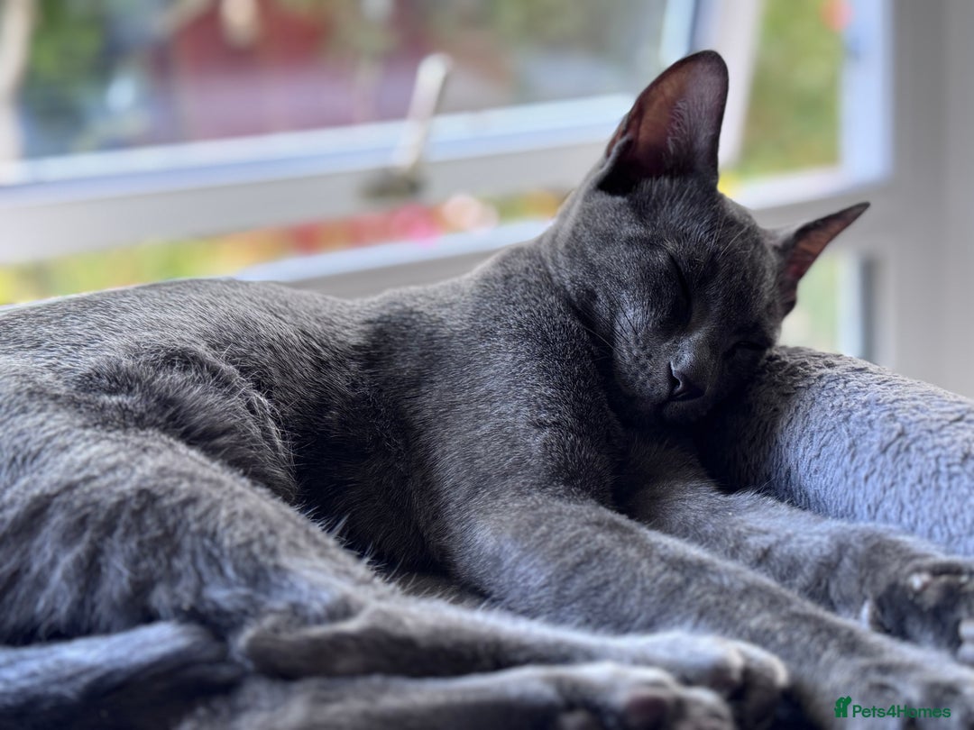 Oriental cats for sale: Ready now! Oriental shorthair kittens mix - Image 8