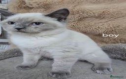 Ragdoll cats for sale: Ragdoll x British shorthair  - Image 1