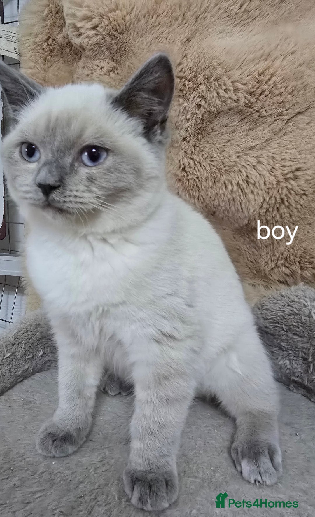 Ragdoll cats for sale: Ragdoll x British shorthair  - Image 1