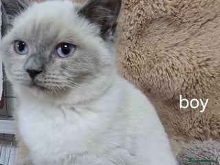 Ragdoll cats for sale - Advert 1